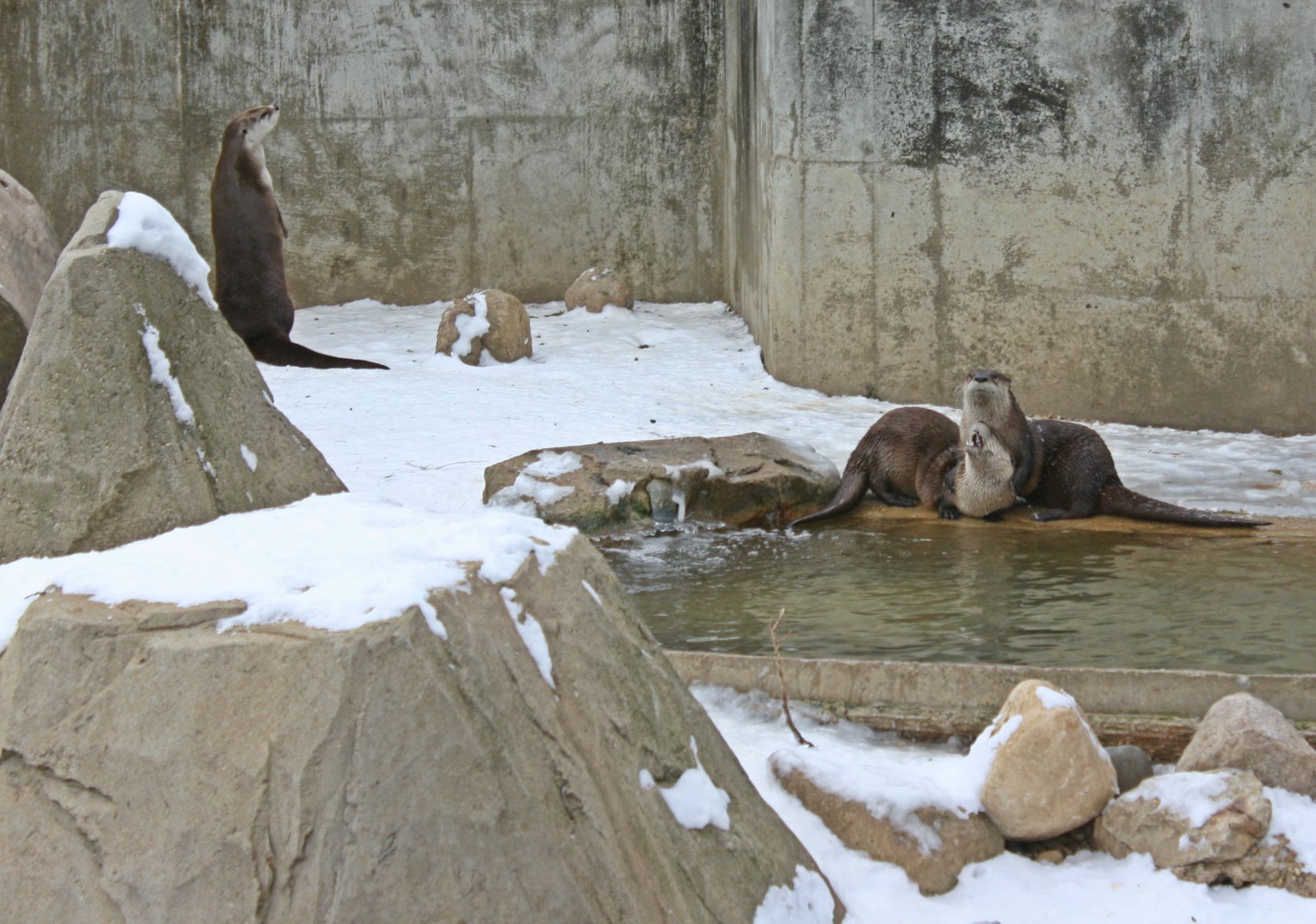 North American river otters wrestling